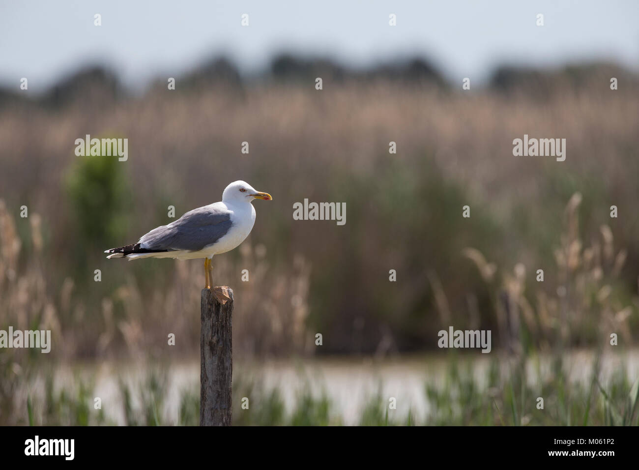 Mittelmeermöwe, Mittelmeer-Möwe, Möwe, Möwen, Mittelmeermöve, Larus michahellis, Yellow-legged Gull, Möwe, Möwen, (Weißkopfmöwe, Larus cachinnans) Stockfoto