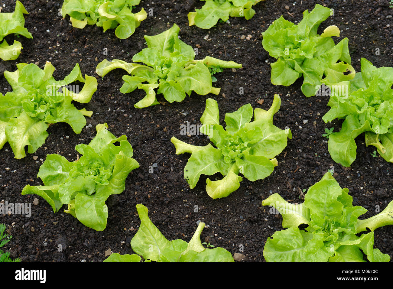 Kopfsalat (Lactuca sativa) ist eine einjährige Pflanze aus der Familie der Asteraceae, und in der Regel als Blattgemüse für Verwendung in Salaten gewachsen. Stockfoto