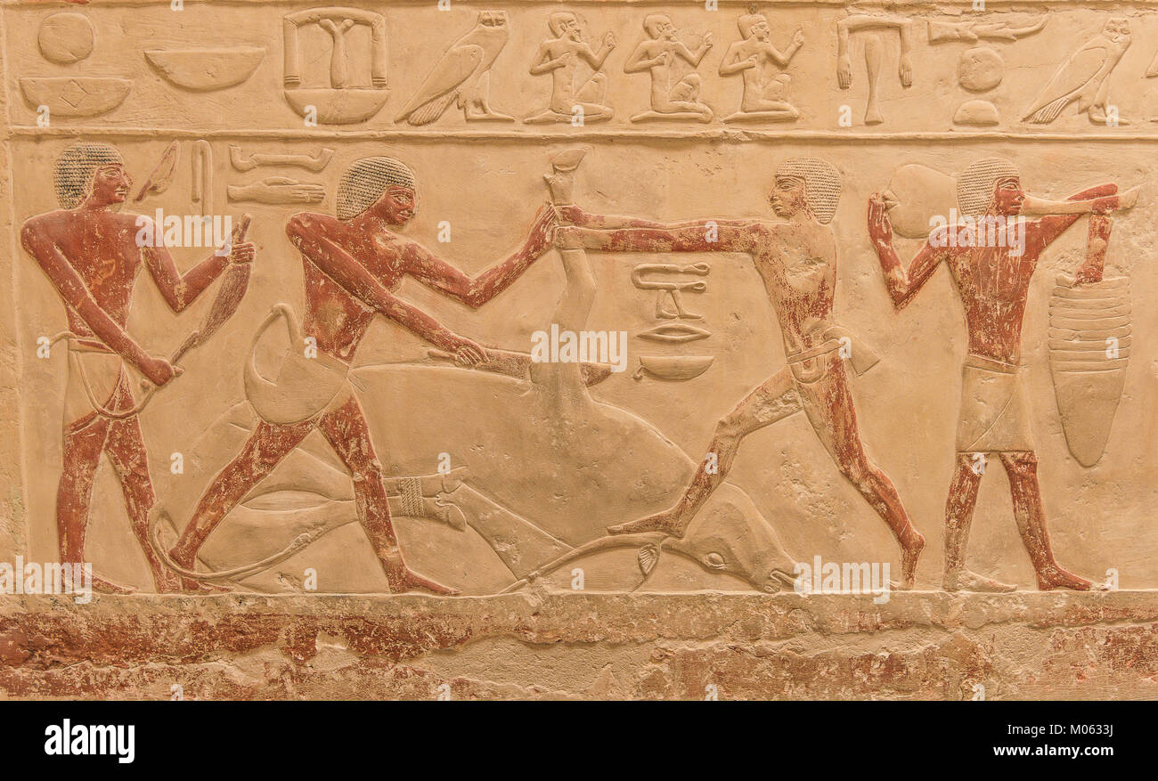 Wandgemälde, eine Kuh geschlachtet werden von den alten Ägyptern. In einem Grab auf dem Plateau von Gizeh, Ägypten. Stockfoto