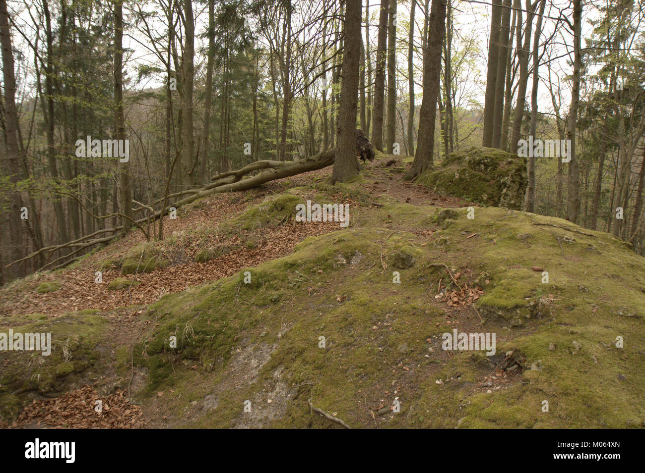Der Burgstall Scharfenberg ist eine mittelalterliche Ruine in der Oberpfalz. Die Stätte zeigt Überreste einer Burg, die einen Einblick in die feudale Geschichte und Architektur der regionâ bietet. Stockfoto