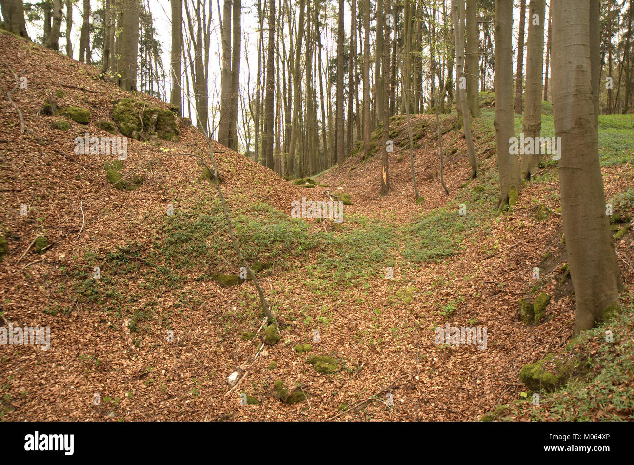 Eine historische Stätte, Burgstall Scharfenberg in Deutschland. Diese mittelalterlichen Festungsruinen bieten einen Einblick in den architektonischen Stil und die strategische Bedeutung der Region im Mittelalter. Stockfoto