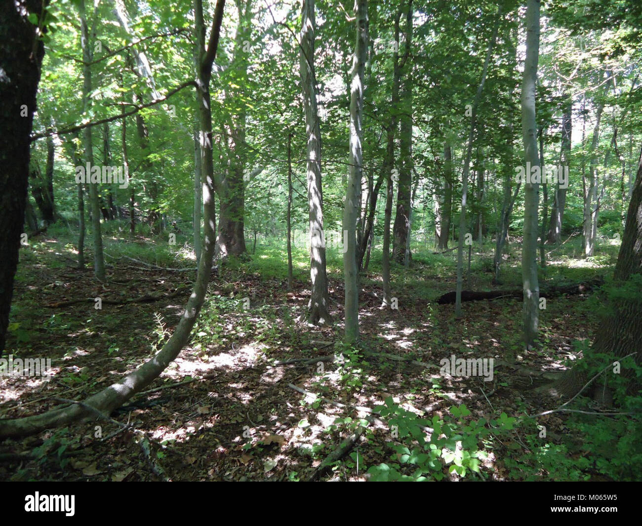 Briant Park in Summit, New Jersey, ist ein landschaftlich reizvoller Park, der eine Vielzahl von Outdoor-Aktivitäten bietet. Dieses Bild vom Juni 2012 fängt die Schönheit der Landschaft des Parks während der Sommersaison ein. Stockfoto