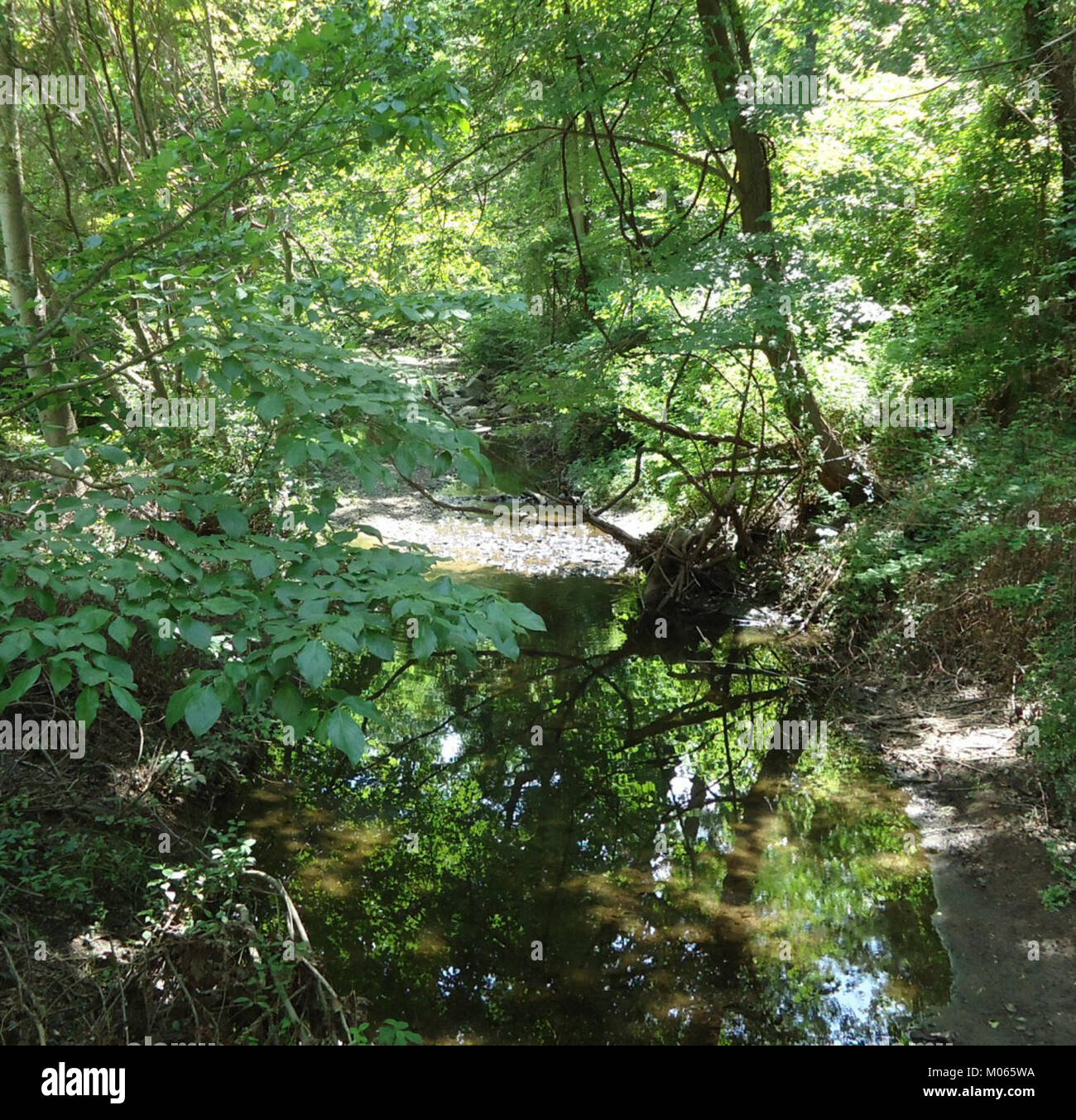 Eine ruhige Reflexion des umliegenden Grüns an einem Fluss im Briant Park, Summit, New Jersey, im Juni 2012. Diese friedliche Szene zeigt die natürliche Schönheit des Parks und seine ruhige Umgebung. Stockfoto