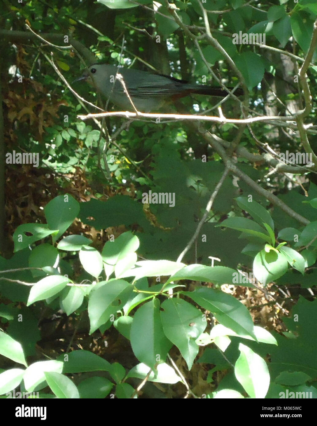 Das Foto vom Juni 2012 zeigt einen Vogel, der auf einem Baum im Briant Park in Summit, New Jersey sitzt und die natürliche Umgebung des Parks unterstreicht. Stockfoto