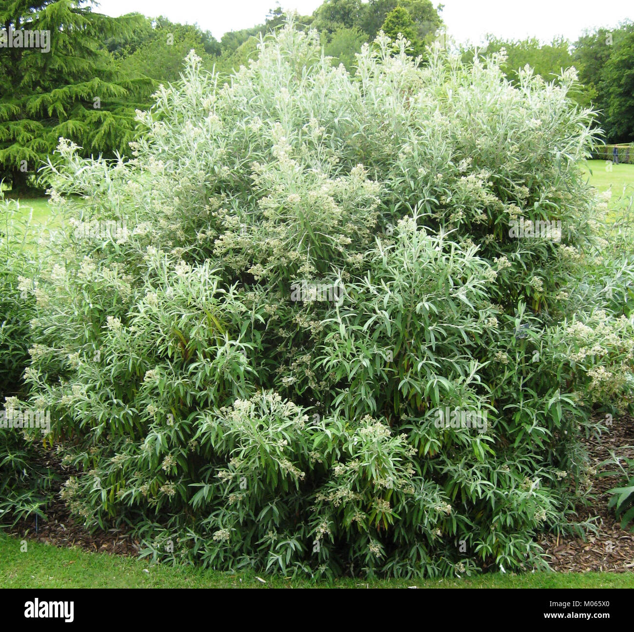 Budd. Loricata ist eine Orchideenart, die in Mittel- und Südamerika beheimatet ist. Bekannt für seine schönen Blüten, gedeiht sie im warmen Klima der Region und ist bei Orchideenliebhabern und Sammlern wegen ihrer lebendigen Blumen sehr beliebt. Stockfoto