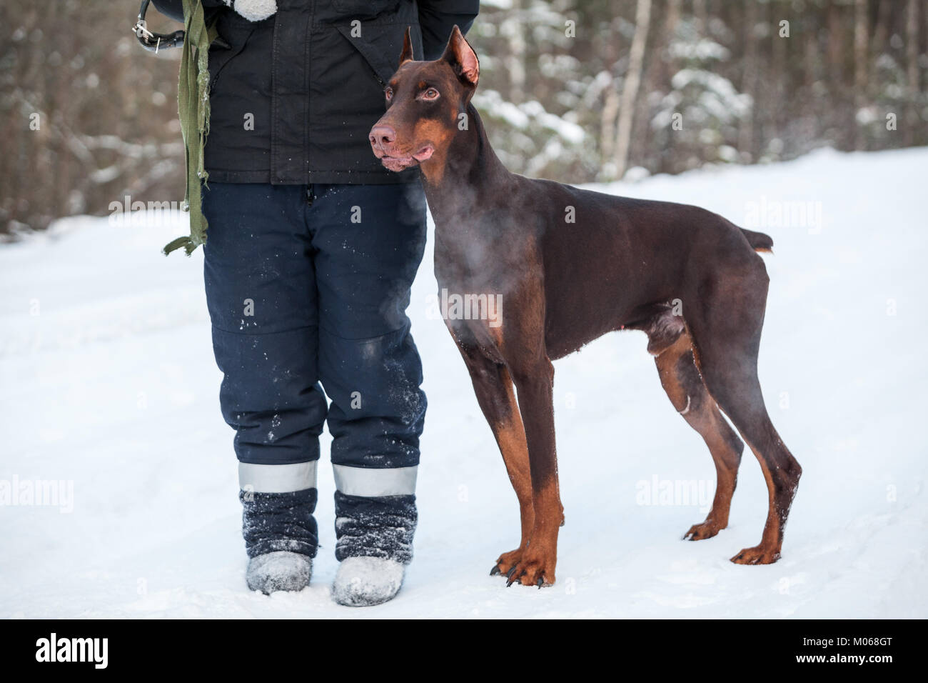 Braun Dobermann Hund in der Nähe von Mensch Hund Züchter bei Schnee