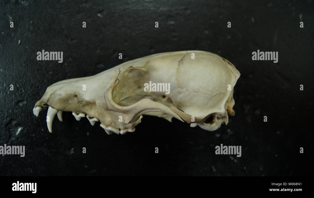 Diese laterale Ansicht eines Canis Lupus Schädels bietet anatomische Details für die wissenschaftliche Illustration und Untersuchung der Wolfmorphologie. Stockfoto