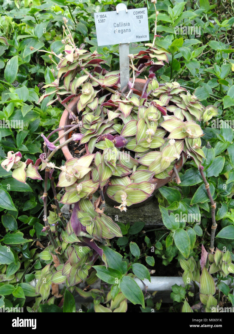 Callisia gentlei var. elegans Kopenhagen Botanischer Garten DSC