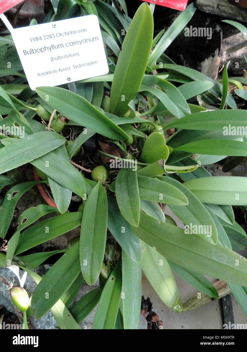 Bulbophyllum careyanum - Botanischer Garten in Kaisaniemi, Helsinki - DSC 03630 Stockfoto