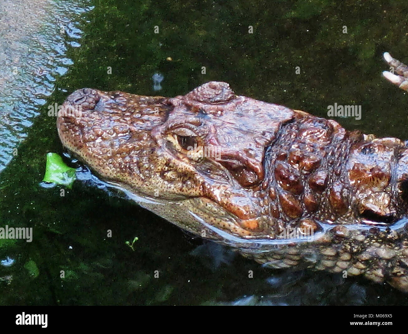Der Breitschnurkaiman (Caiman latirostris) im Burgers Zoo, Arnhem, Niederlande, ist eine südamerikanische Krokodilart, die sich durch ihre breite Schnauze auszeichnet und zur Erhaltung, zoologischen Untersuchung und Bildung beiträgt. Stockfoto