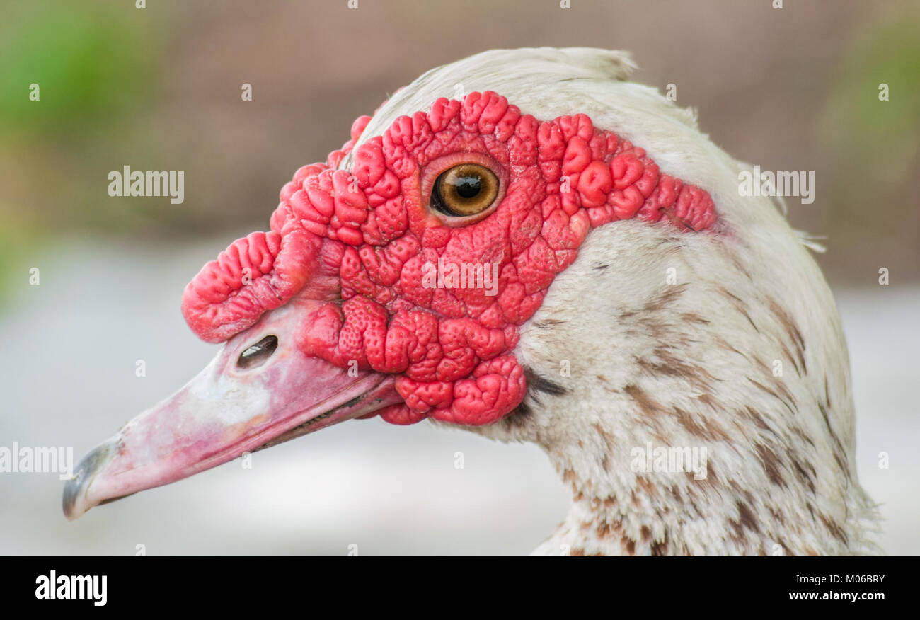 Der Kopf der Cairina moschata momelanotus, einer Entenart, veranschaulicht anatomische Merkmale und ist in einer zoologischen Sammlung erhalten. Stockfoto