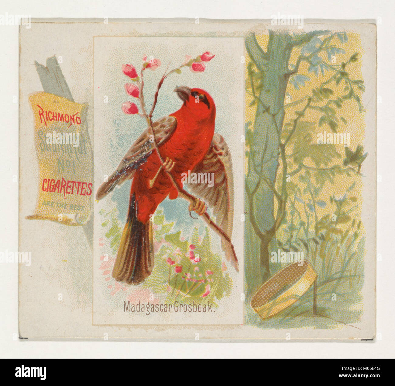 Madagaskar Grosbeak, aus dem Song Vögel der Welt-Serie (N42) bei Allen&Ginter Zigaretten MET DP 839263 Stockfoto