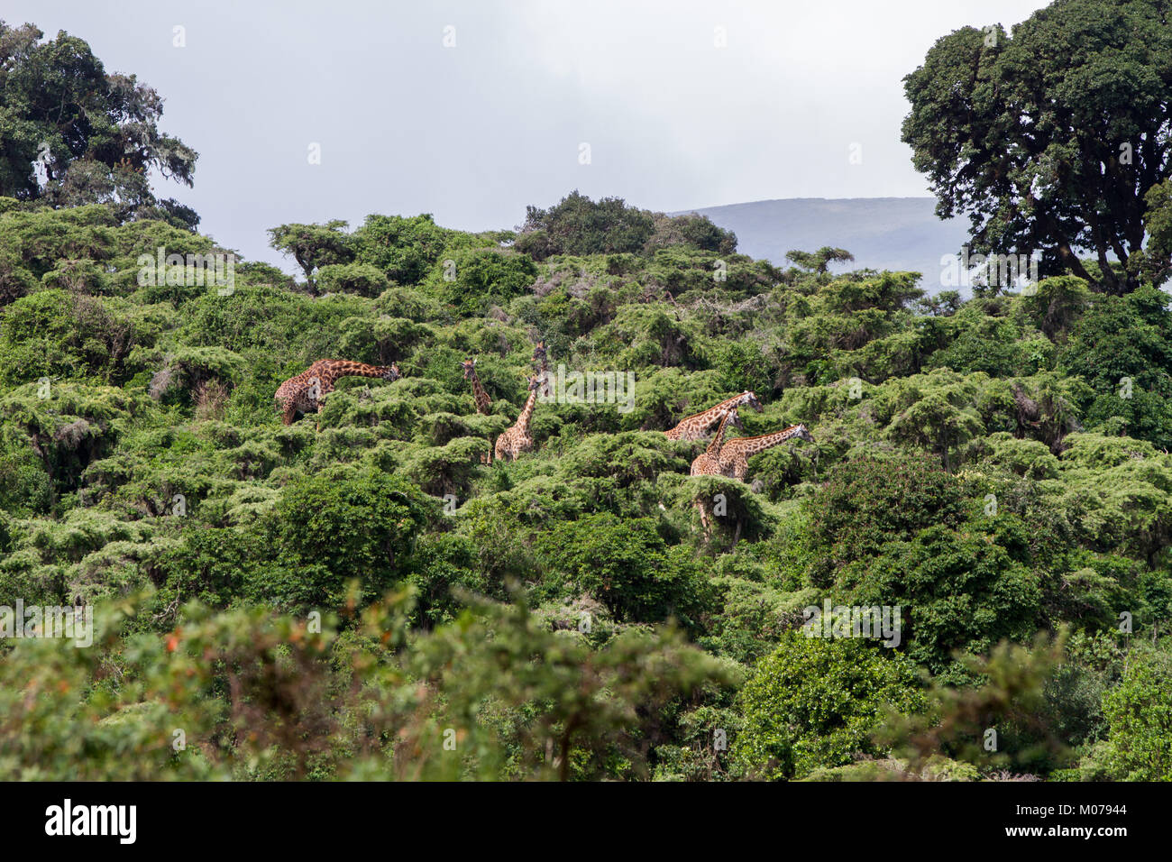 Die Giraffe (GIRAFFA), Gattung der Afrikanischen selbst-toed ungulate Säugetiere, die größten lebenden Landtiere und die größte Wiederkäuer, Teil der Big Fiv Stockfoto