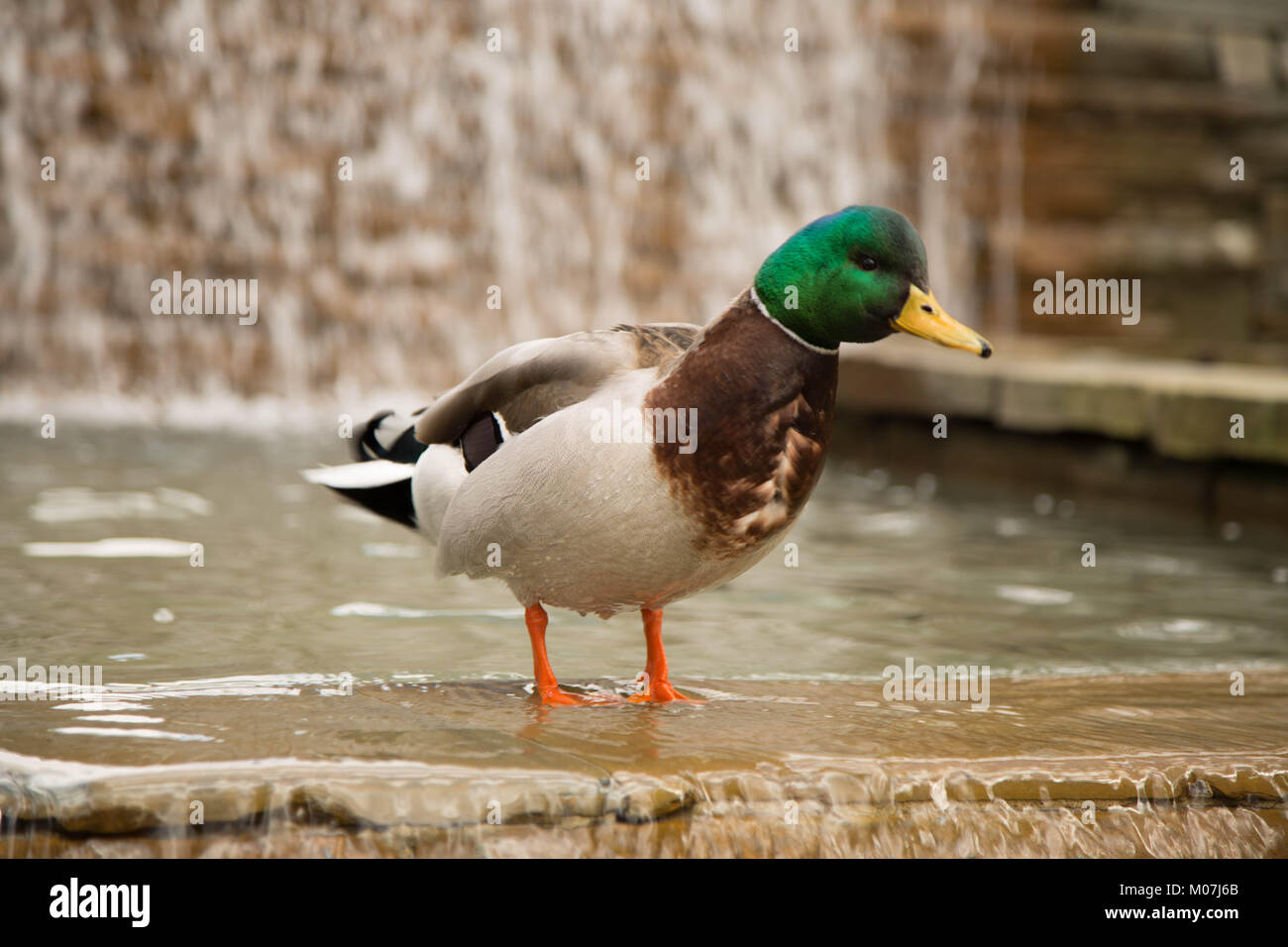 Junge neugierige Stockente Brunnen Stockfoto
