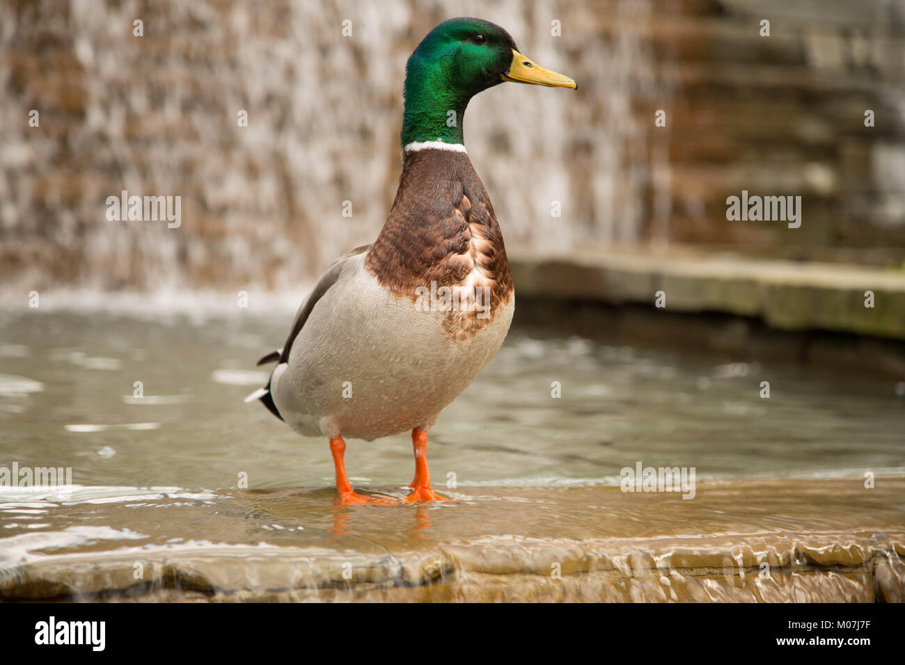 Niedliche Ente stehendes Wasser fountian Stockfoto