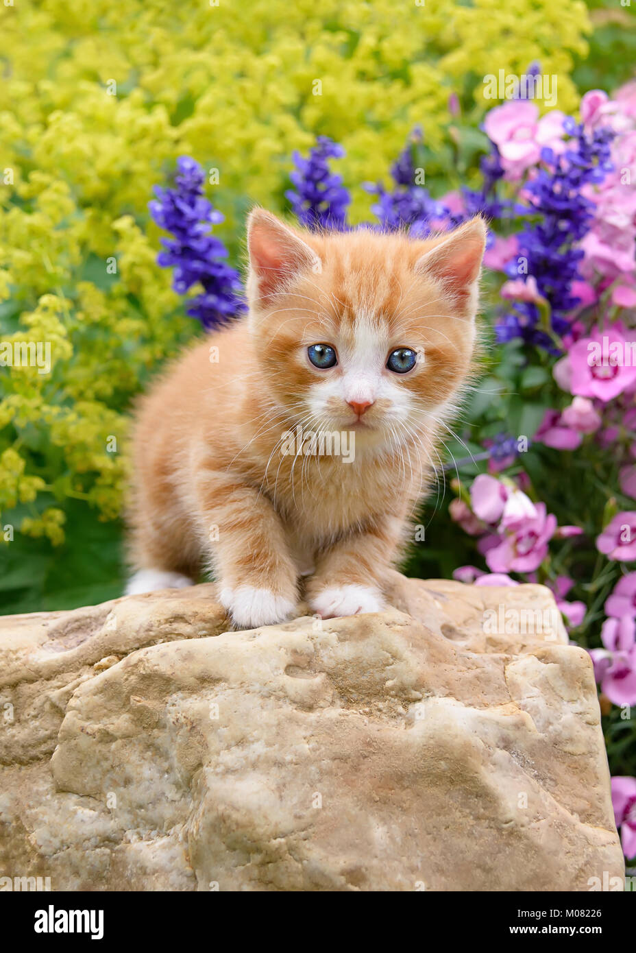 Nette junge rot gestromt mit Weiß Katze Katze mit blauen Augen steht auf einem Felsen in einem blühenden Garten neugierig beobachten Stockfoto