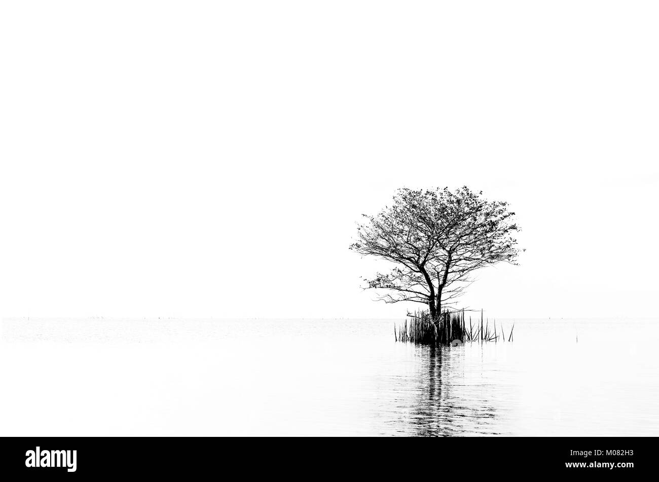 Einsamer Baum in Thale Noi Süßwassersee, der Provinz Phatthalung, Thailand Stockfoto