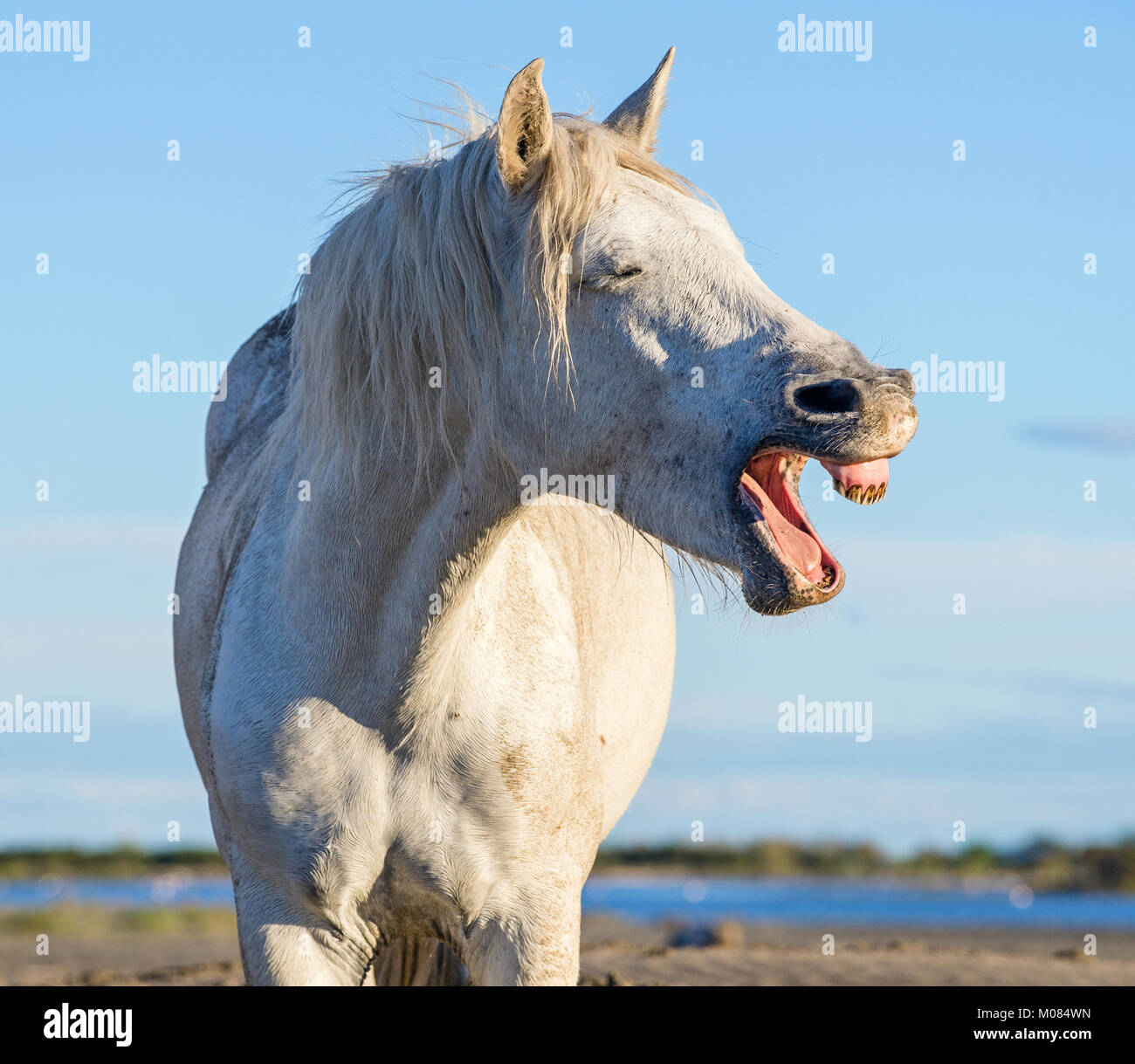 Lustige Porträt einer Laughing Horse. Camargue White Horse gähnen, wie er lachend. Close up Portrait. Stockfoto