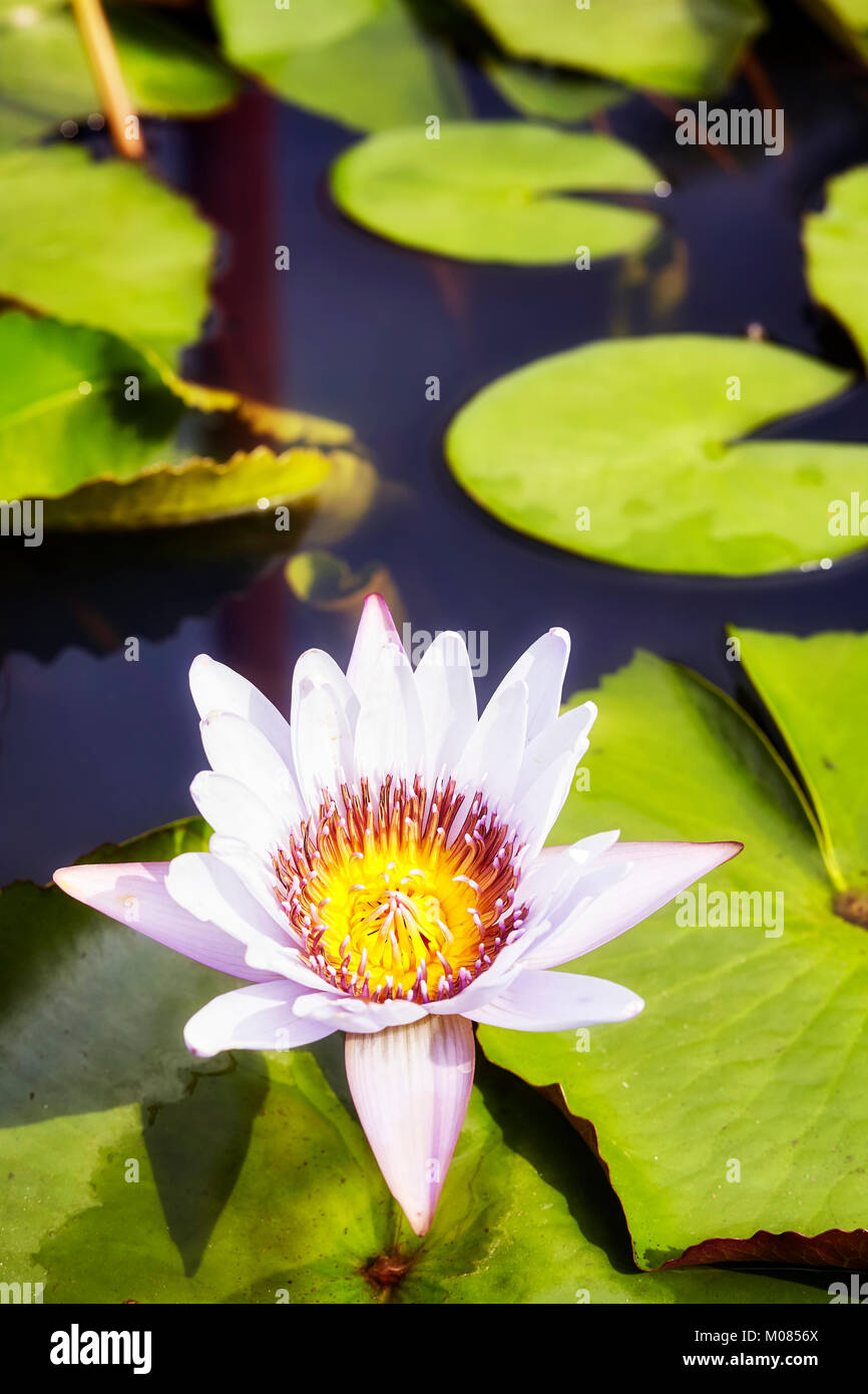 Bild einer Lotusblüte, selektive konzentrieren. Stockfoto