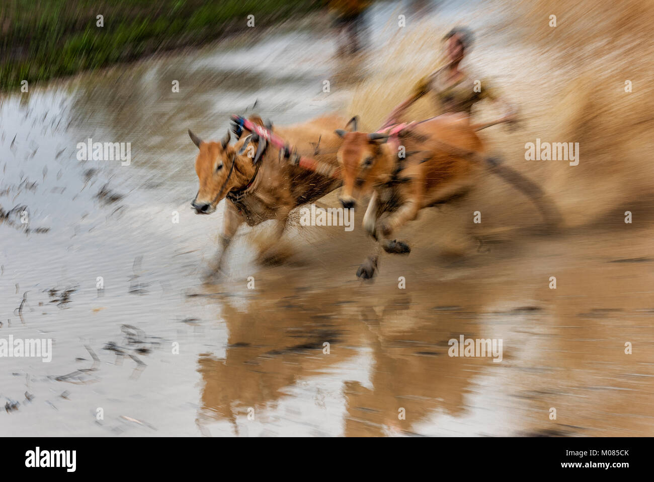 Aufwachraum Jawi stier Rasse: Jockey reiten Stier in matschigen Feld nach der Ernte, Sumatra, Indonesien zu feiern. Stockfoto