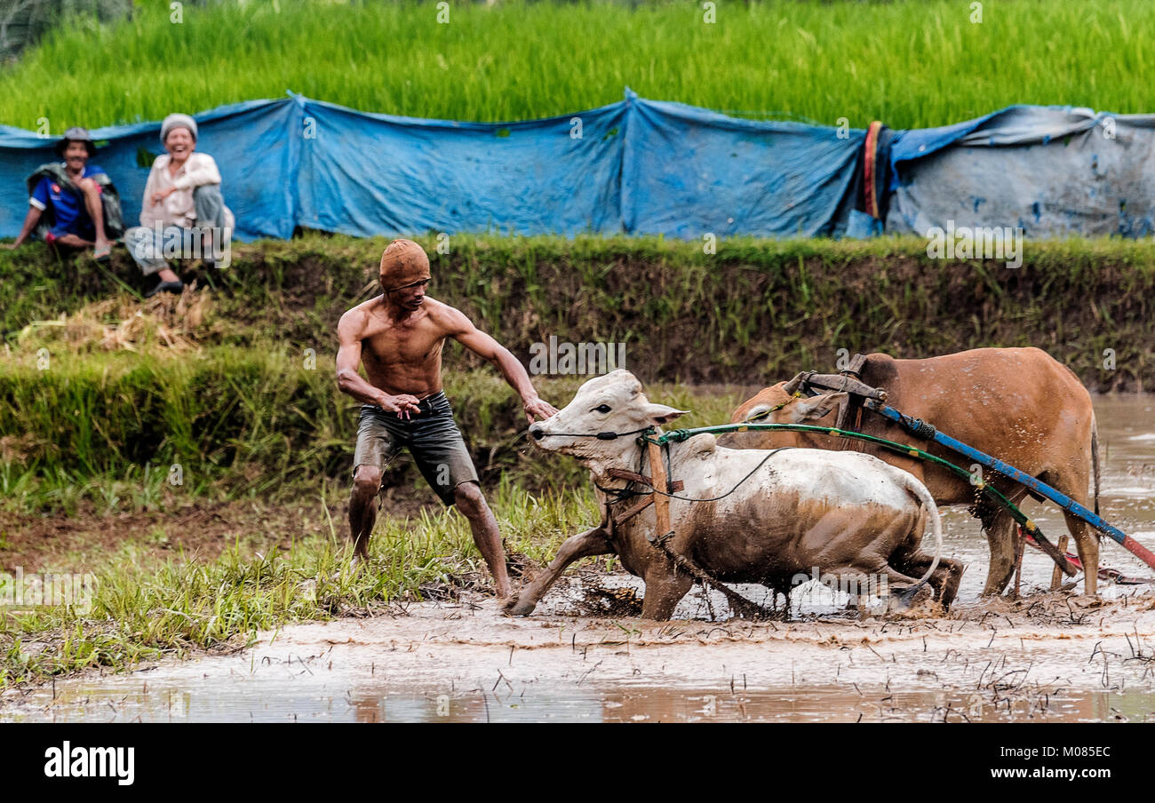 Aufwachraum Jawi Stier Rasse: Jockey ziehen der Stier nach dem Rennen im Schlamm Feld in ein lokales Ereignis, Sumatra, Indonesien Stockfoto