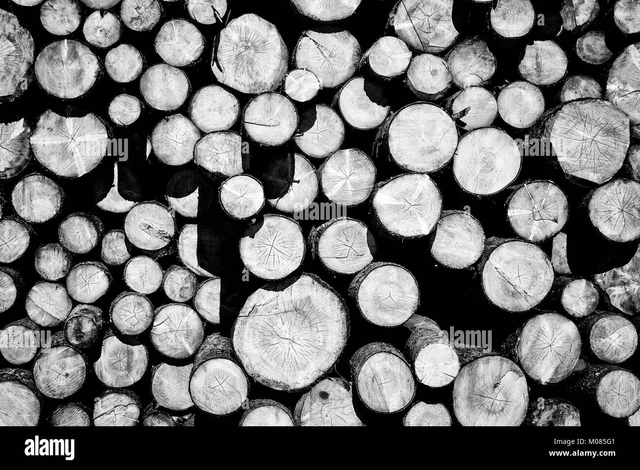 Schnittholz Stockfoto