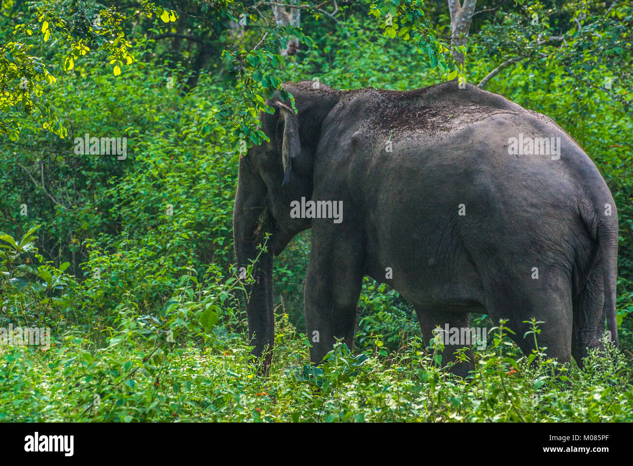 Indischer Elefant entdeckt im Dschungel Stockfoto
