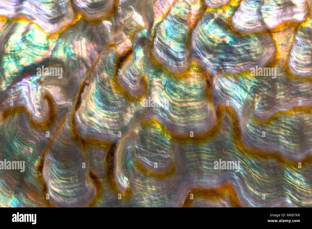 Sea Shell Oberfläche Stockfoto