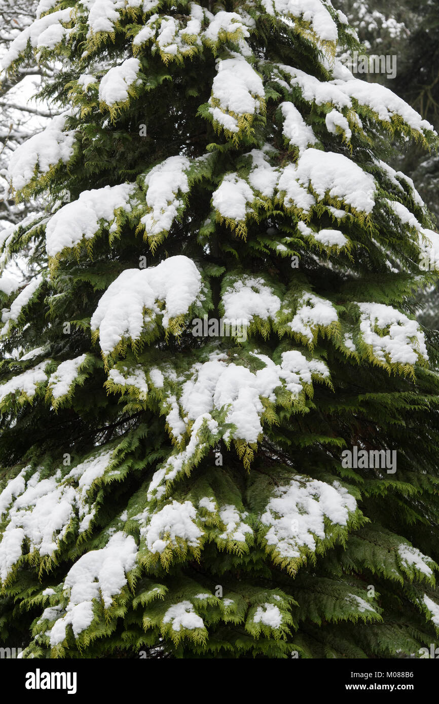 Cupressus x leylandii. Leyland Zypresse/Leylandii Baum im Schnee. Cotswolds, Gloucestershire, England Stockfoto