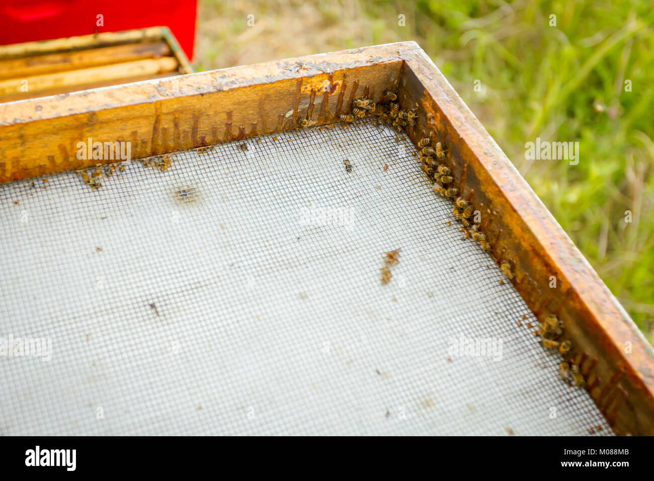 Abdeckung der Bienenstock mit Metallgitter und hölzernen Rahmen öffnen. Stockfoto