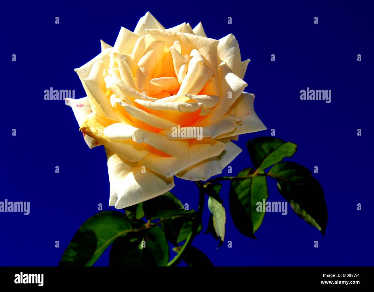 Makro Nahaufnahme der schöne Rose - Rosa mit Blumen Blüten in einem Bungalow mit Garten in Matale, Sri Lanka Stockfoto