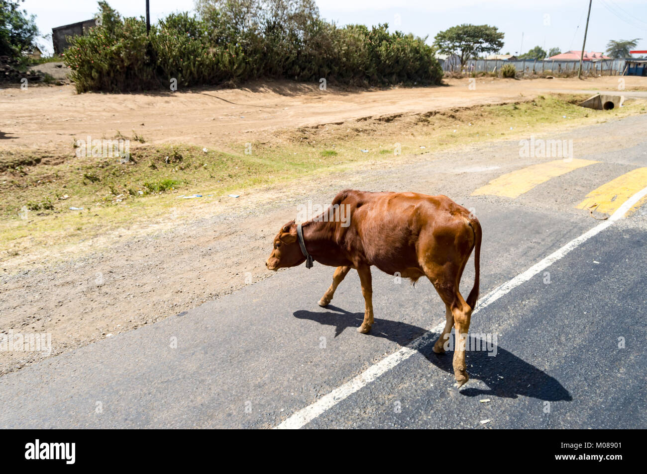 Kuh Überqueren der Straße zwischen Mombasa und Nairobi Nordwesten Kenias Stockfoto