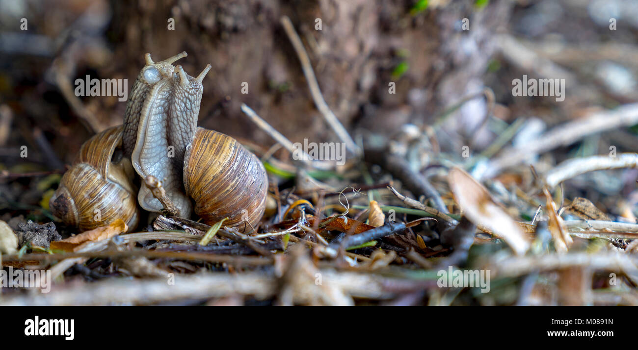 Weinberg Schnecken während der Paarung. (Helix pomatia). Stockfoto