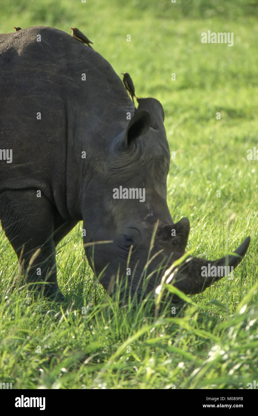 White Rhino (Rhinocerotidae)) in Hluhluwe Game Reserve Stockfotografie