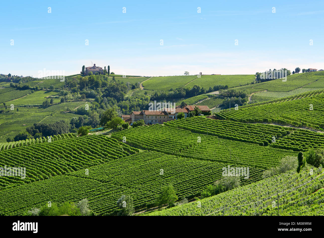 Grüne Weinberge an einem sonnigen Tag in der Italienischen Land, blauer Himmel Stockfoto