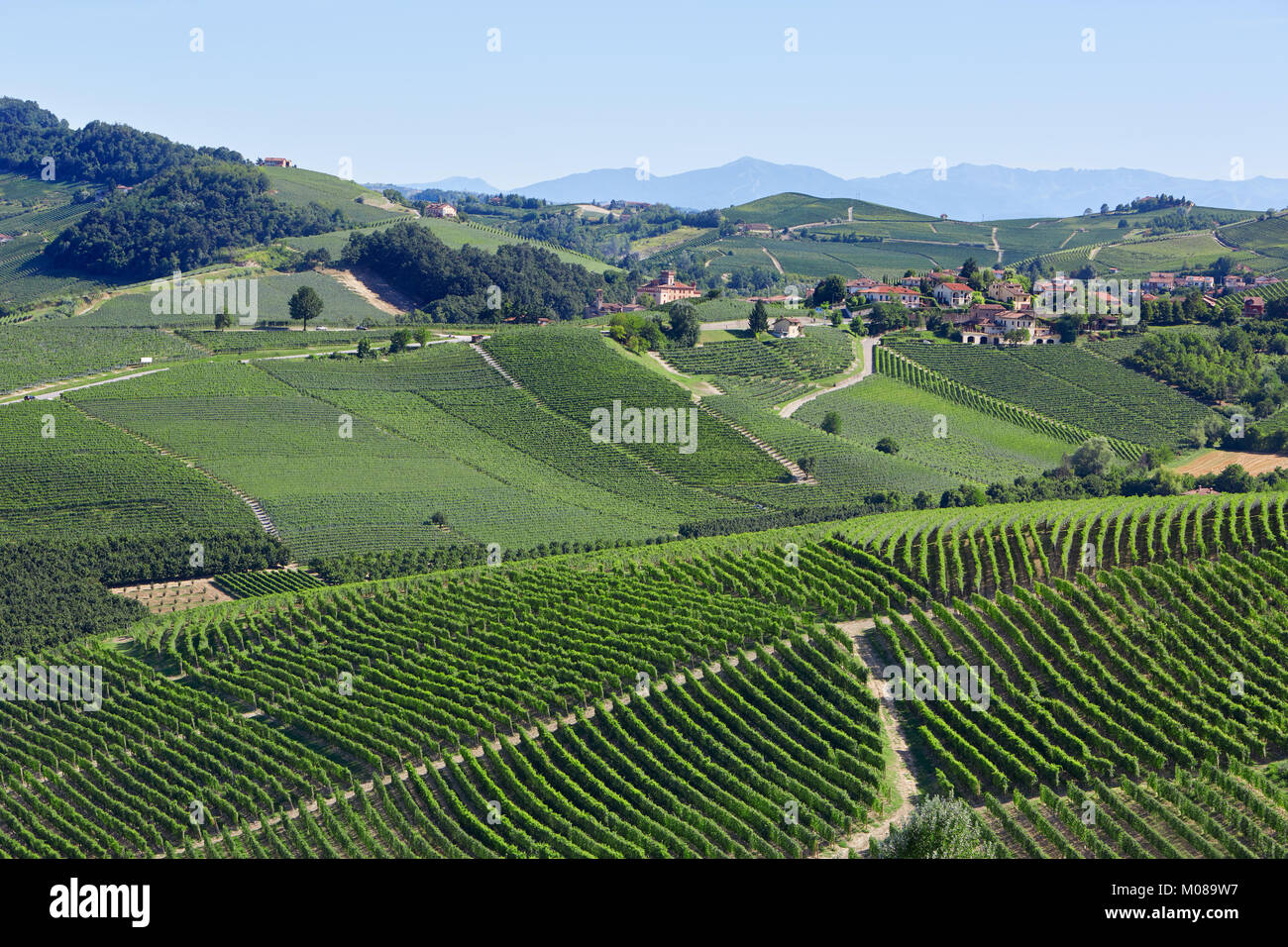 Grünen Weinbergen in der Nähe von Barolo, sonnigen Tag in Italien Stockfoto