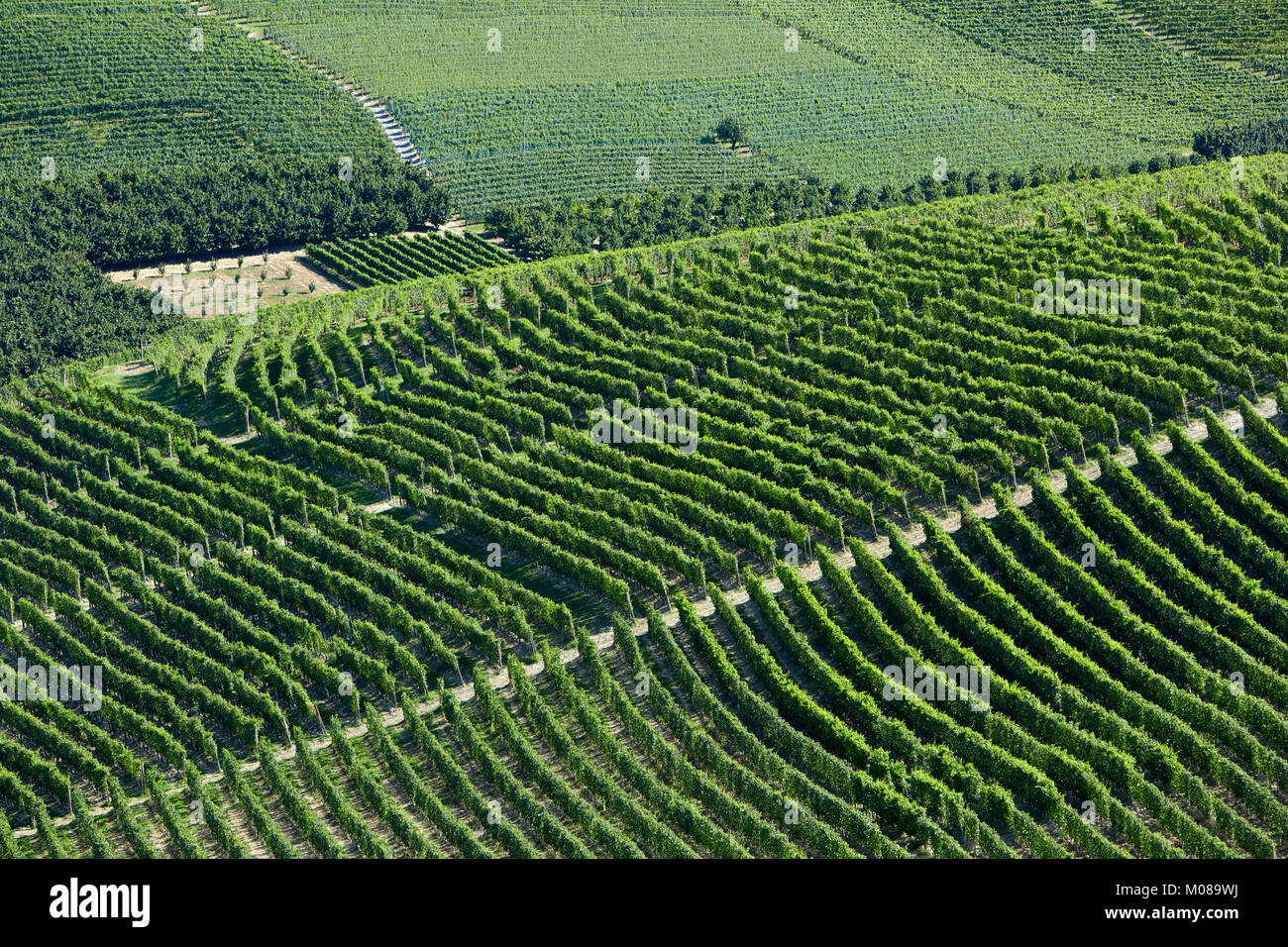 Grünen Weinbergen auf einem Hügel in sonniger Tag, Piemont Stockfoto