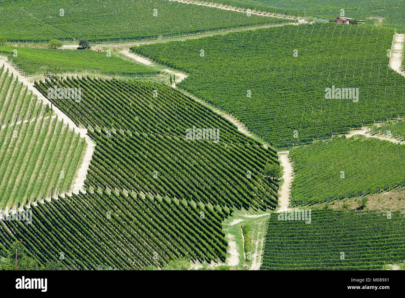 Weinberge Luftbild an einem sonnigen Tag in Piemont, Italien Stockfoto