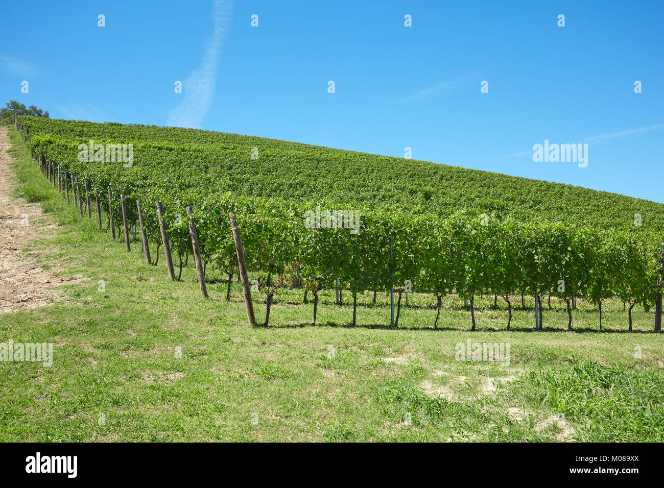 Grünen Weinbergen Hill an einem sonnigen Tag, blauer Himmel Stockfoto