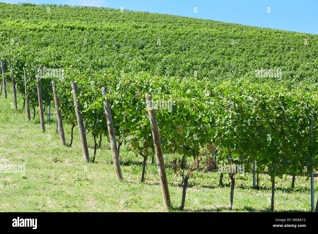 Grünen Weinbergen Hill an einem sonnigen Tag, blauer Himmel Stockfoto