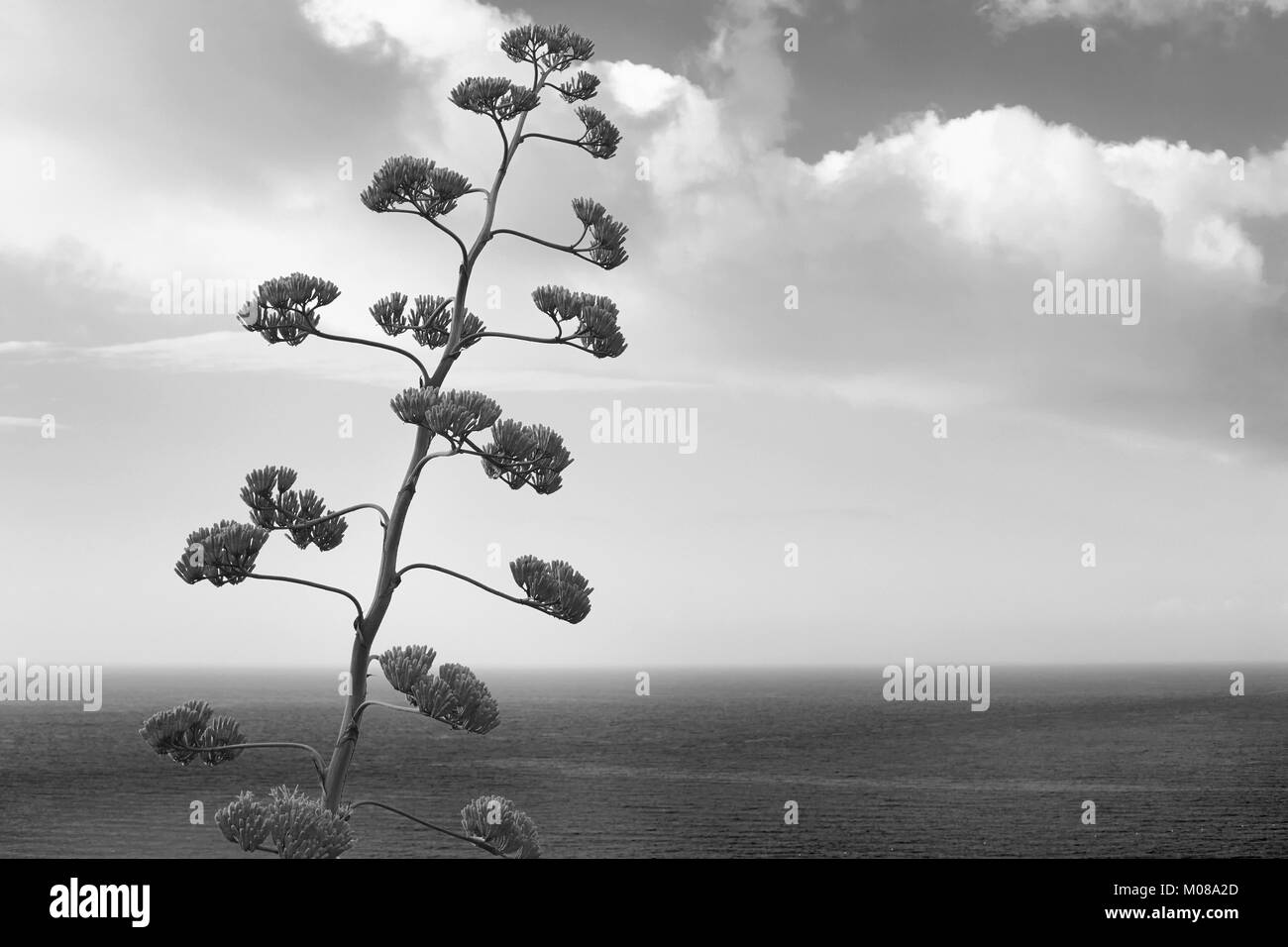 Agave Blumen und Pflanzen mit Blick auf das Mittelmeer in Schwarz und Weiß Stockfoto