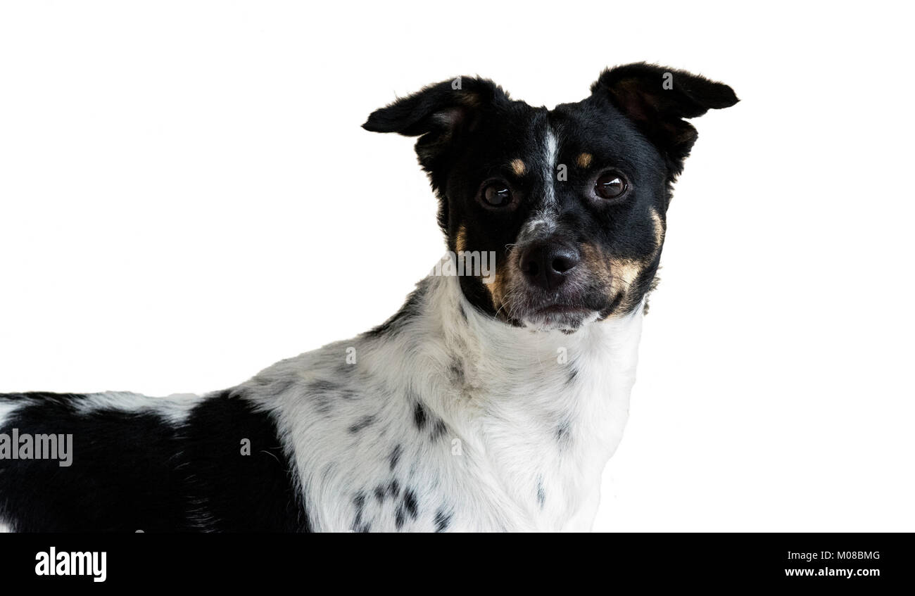 Süße schwarze und weisse Hund, weißem Hintergrund ausschneiden, direkt an der Kamera auf der Suche Stockfoto