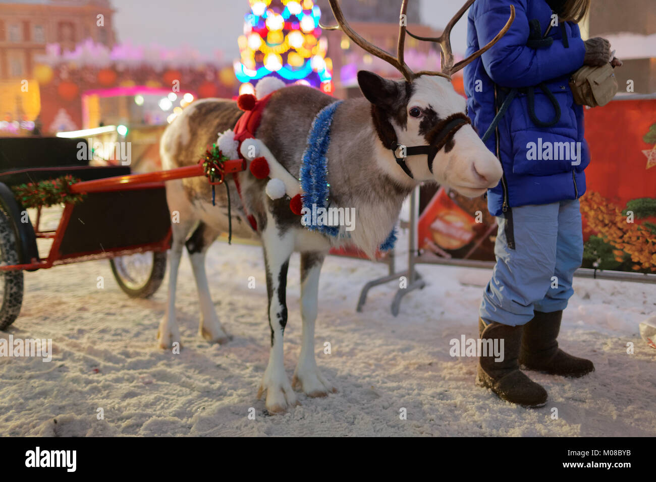 St. Petersburg, Russland - Dezember 24, 2017: Rentier auf Weihnachtsmarkt am Pionerskaya Square. Es ist die bekannteste Weihnachtsmarkt in der Stadt Stockfoto