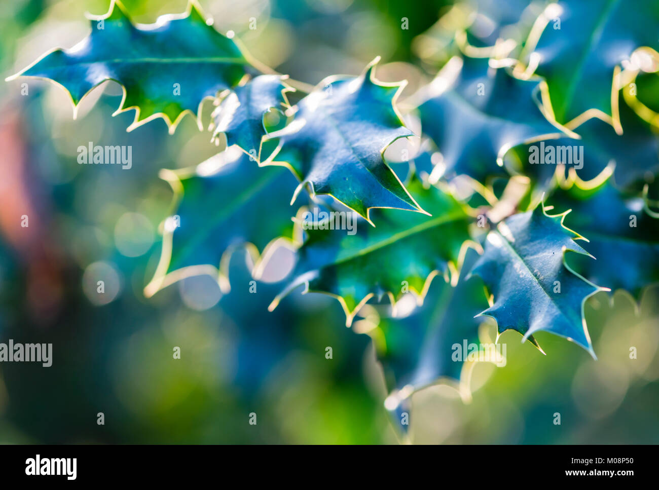 Dornige Blätter der Stechpalme (Ilex Aquifolium). Stockfoto