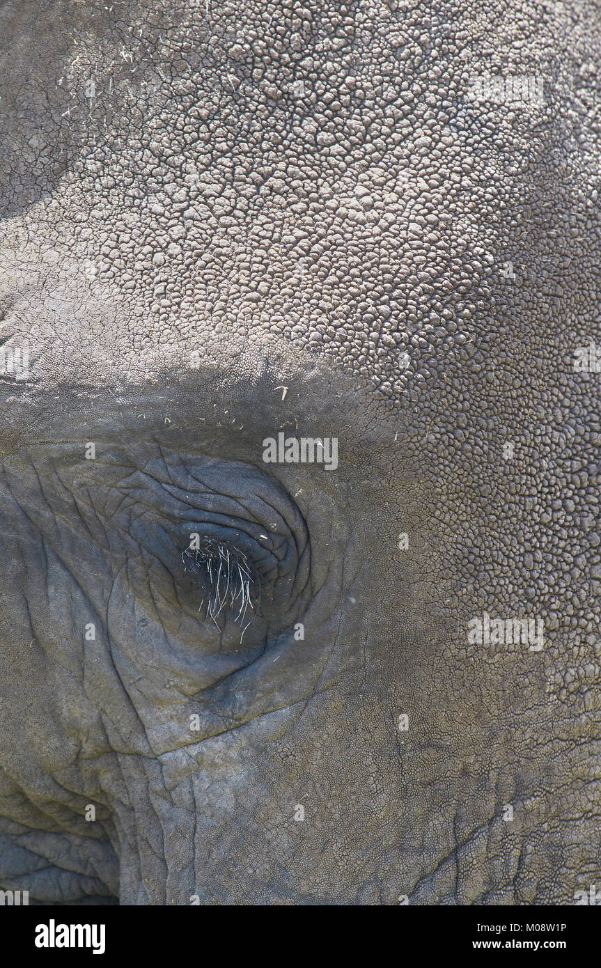 In der Nähe von Augen und Wimpern Afrikanischer Elefant (Loxodonta africana). Amboseli. Kenia. Stockfoto