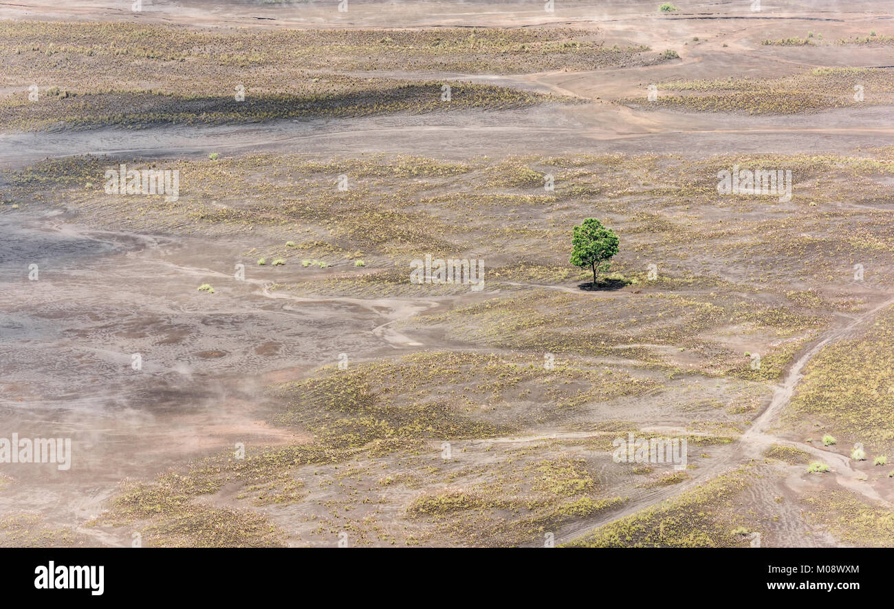 Blick auf einsamen Baum von oben auf dem Weg zum Mount Bromo, Indonesien Stockfoto