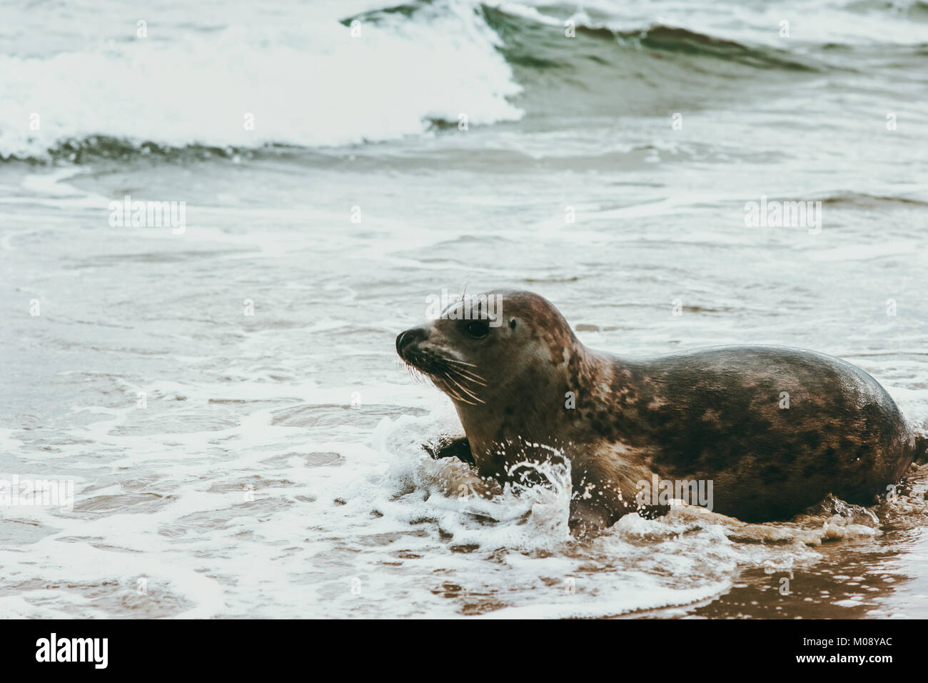 Dichtung Tier am Meer von Grenen in Dänemark Phoca vitulina Ökologie Schutzkonzept skandinavischen Wildnis Sealife Stockfoto
