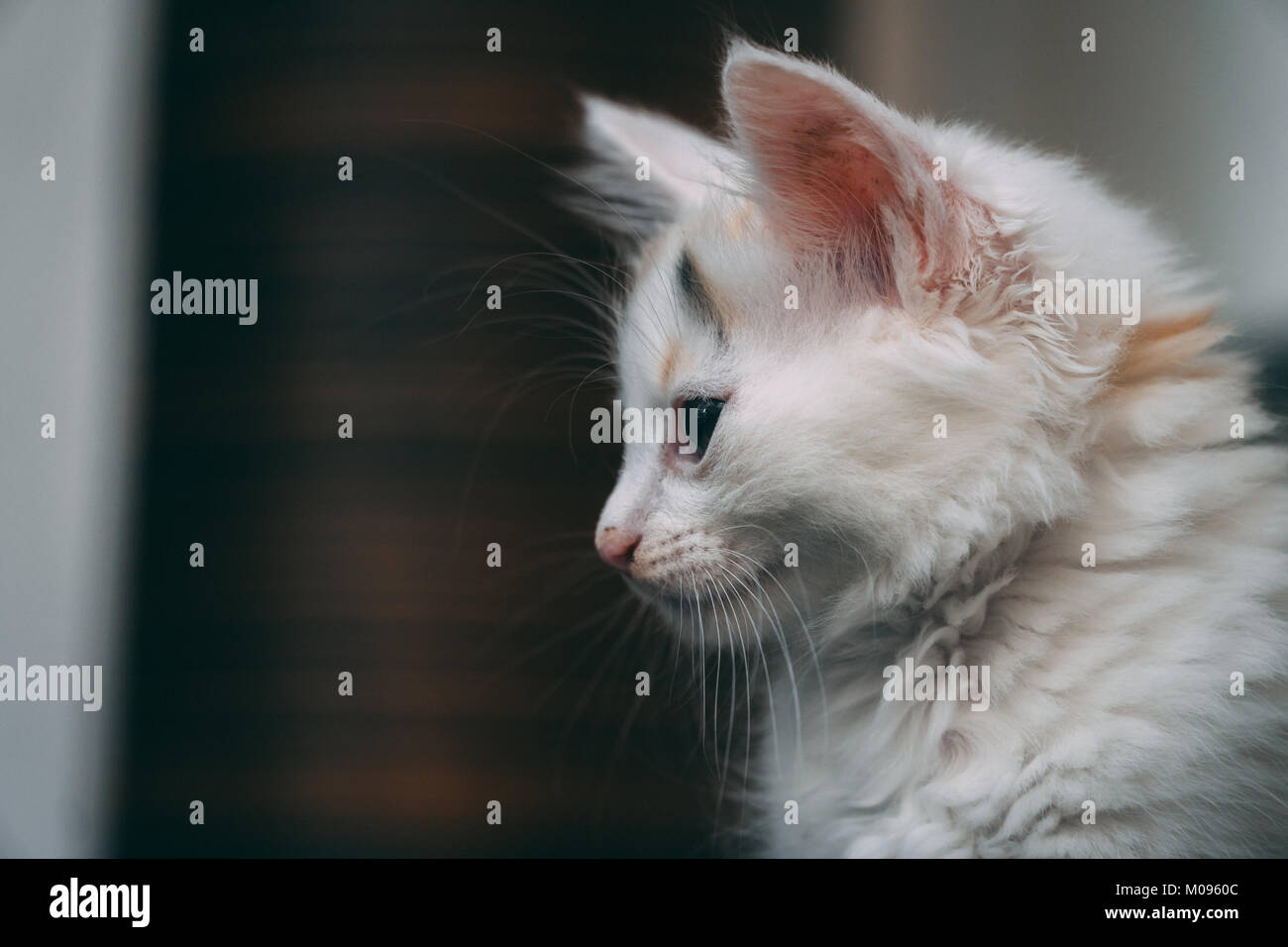 Süße kleine Kätzchen starrte auf den Boden Stockfoto