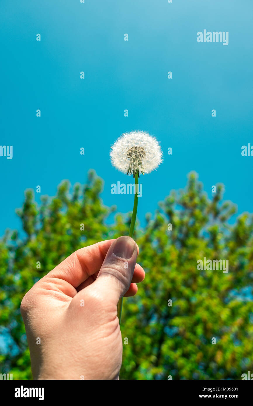 Hand mit einem Löwenzahn Samen Kopf oder blowball vor der grünen Bäume und der blaue Himmel als Vorlage Stockfoto