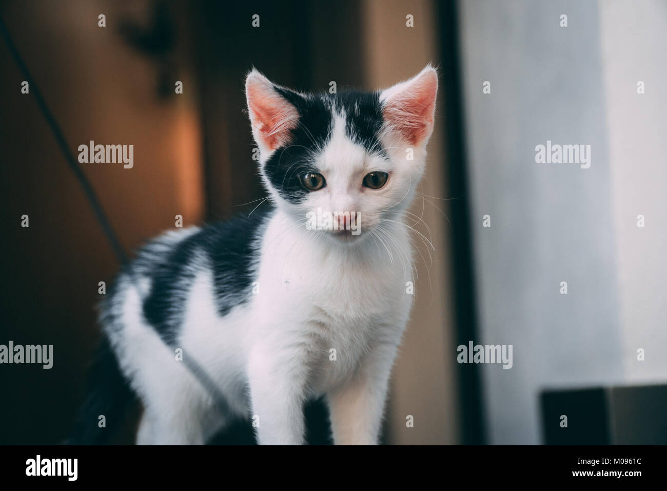 Kleine Schwarze & Weiße Katze spielen Stockfoto